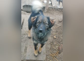 Jaski - katzenverträgliche Herzenshündin sucht ihr Für-Immer-Zuhause