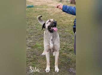 SPIRIT + SILA - die beiden Kangal-Mixe suchen ein gemeinsames Zuhause bei hundeerfahrenen Menschen