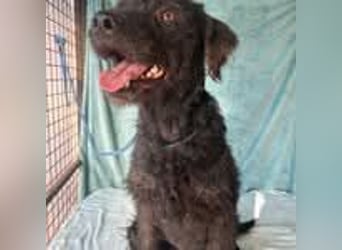 Peggy, Schnauzer-Mix, Hündin, geb. 04.12.2016, ca. 45 cm, ca. 20 kg