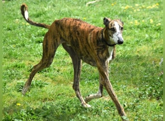 Lalo2 09/2023 (ESP) - sehr freundlicher und verspielter, wunderschöner Galgo!