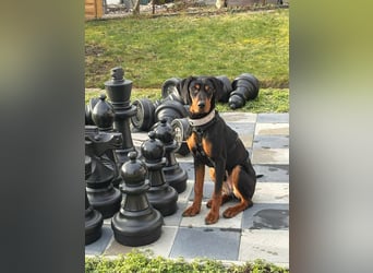 Brandlbracken Mix * BOBBY * wartet in PLZ 75428 auf Besuch