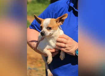 Töltö PP – Chihuahua-Rüde sucht geduldige Menschen mit Herz