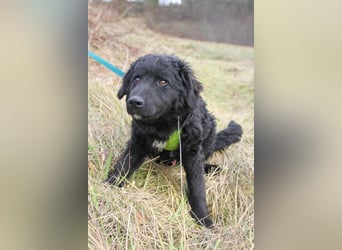 Verspielter TRUNTO - Traumbub mit dem Potential zum Herzenshund