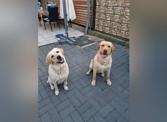 Reinrassige Labrador Welpen