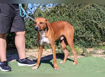 Arthur, Mix Labrador / Podengo