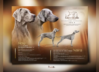 Weimaraner-Welpen