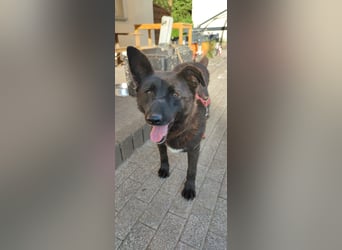 Raven - lieber Anfängerhund in Deutschland