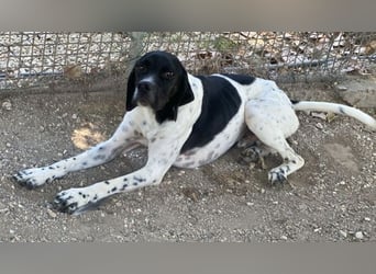 Arno - Zarte Seele sucht ein Zuhause