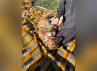 Erszi, Knutschkugel möchte gerne Kuscheln