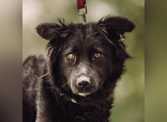 Jasmin - bezaubernde und liebenswerte junge Hündin