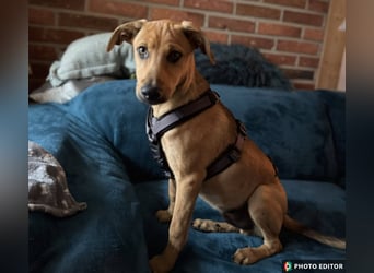 Elay, ein Herzenshund sucht sein Glück, PS in 94078 Freyung