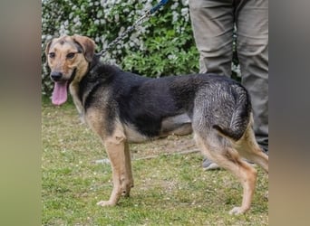 Dalma-SI, wunderschöne Rennmaus sucht Sportler!