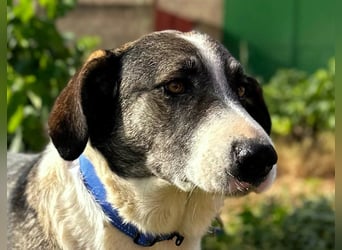 Lola - möchte endlich vertrauen
