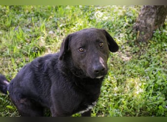 KYLO – Labradormix - freundlicher Begleiter mit ruhiger Ausstrahlung