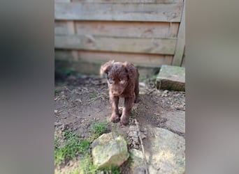11 putzmuntere Aussiedoodles