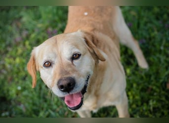 Sam - treuer Labrador-Mix sucht neues Glück! Zuhause oder Pflegestelle zum 24.05.2025 gesucht!