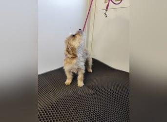 MIRCO - der lustige und verspielte kleine Mann sucht ein liebevolles Zuhause