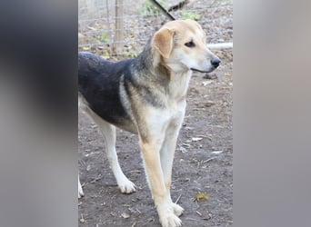 Ciri, geb. ca. 05/2024, lebt in GRIECHENLAND, im städt. Tierheim Serres