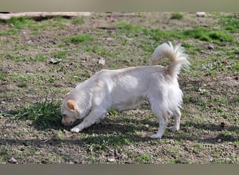 Kleine Prinzessin *ANNA* sucht Familienanschluß