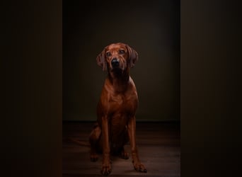 Rhodesien Ridgeback Deckrüde