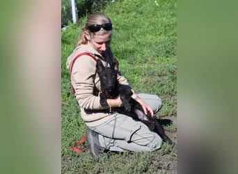 Oliver - lustiger, verspielter, freundlicher, kleiner Frechdachs