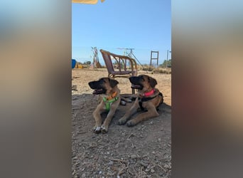 Cali (Spanien) – junger Mastín-Mischling auf der Suche nach seinem Für-immer-Zuhause