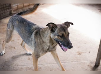 MARLEE - die aktive und verspielte Hündin freut sich auf tolle Abenteuer mit ihrer Familie