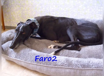 Faro2 05/2022 (in Deutschland) - verspielter und lieber, bezaubernder Galgo!