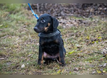 Bibi-SI, kleine Welpin sucht liebe Familie