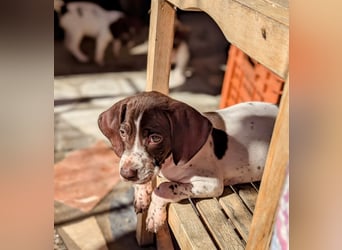 Cosmo sucht sein Glück