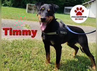 Hübscher Timmy sucht ein Zuhause oder eine Pflegestelle