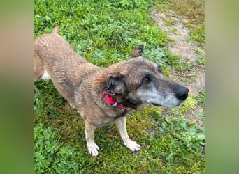 Manuela (Spanien) - freundliche Schäferhund-Mix-Hündin, wünscht sich sehnlichst ein neues Zuhause