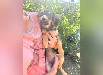 Cassie, geboren 03.2025, 31cm sucht ihre Menschen