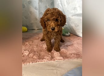 Wunderschöne Mini/Medium Goldendoodle Welpen in Rot/Apricot zu verkaufen