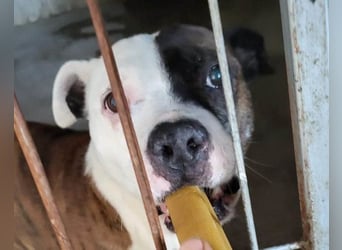 Momo ❤️ loyal, verschmust sucht Zuhause!