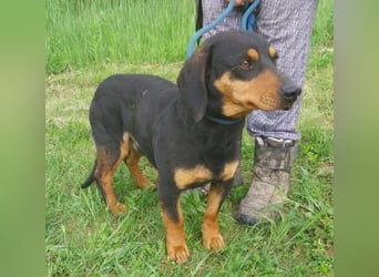 Goro, Dackel Mischling