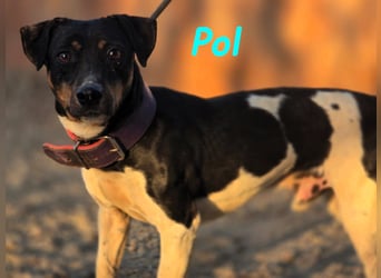 Pol 01/2023 (ESP) - warmherziger und charmanter, kleiner Bodeguero Mix!
