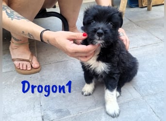 Drogon1 geb. 05/2025 (ESP) - aufgeweckter Border-Collie-Mix Welpe!