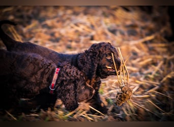 Irish Water Spaniel Welpen / Nichthaarend / FCI - VDH Zucht