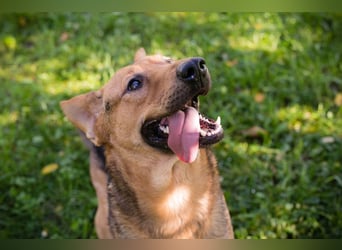 COOKIE - der aktive und aufgeweckte Junghund lernt schnell und geht schon toll an der Leine