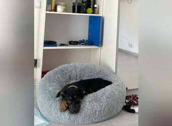 Hübscher Nadir sucht liebe Familie