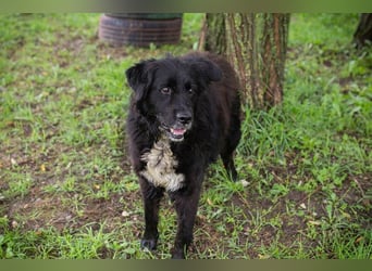 Solon: Tapferer Hundeopa