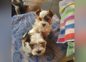 Kleiner Biewer Yorkshire Terrier Welpe a la Pom Pon tricolor / reinrassig / selten Rüde