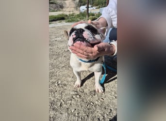 Sultan, unser Knutschgesicht