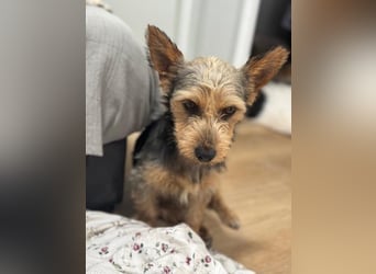 Terry, sucht seine Menschen