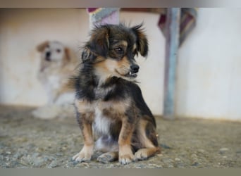 Bubu – kleiner Schatz mit großem Herzen