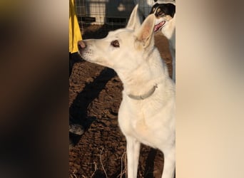 Luuk, geb. ca. 12/2018, lebt in GRIECHENLAND, im städt. Tierheim Serres