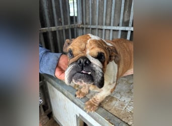Passion, freundliches Englisch Bulldoggen Mädchen geb. 2018