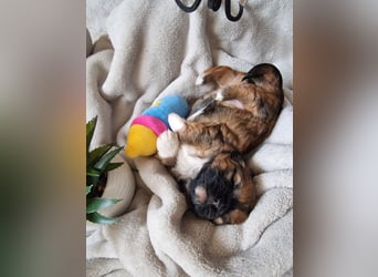 Unsere reinrassige Shih Tzu Hündin Sky sucht ab mitte Mai noch ihr neues Zuhause