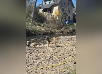 Sirius - Welpen-Wirbelwind-Alarm! (53947 Nettersheim)